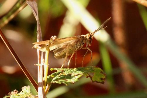 Diurnea lipsiella