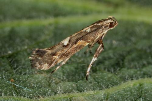 Réf. 112 141 : Calybites phasianipennella