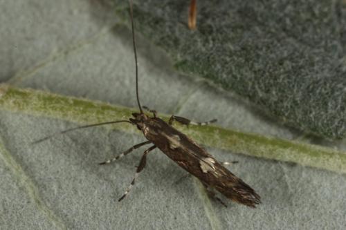 Réf. 112 142 : Calybites phasianipennella