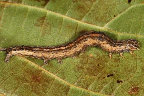 Dysgonia algira
