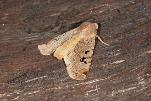 Réf. 112 795 : Conistra rubiginosa
