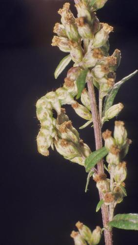 Réf. 112 702 : Cucullia absinthii