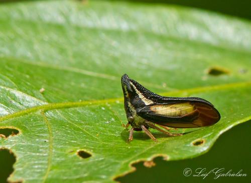 Emphusis bakeri