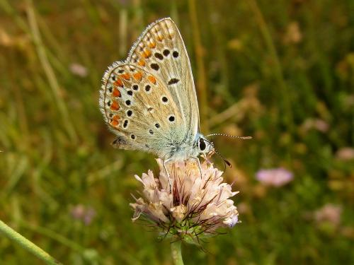Réf. 112 009 : Polyommatus thersites