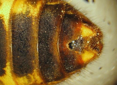 Vespa velutina