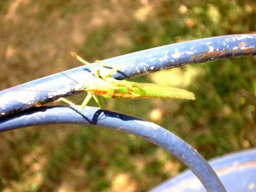 Tettigonia viridissima