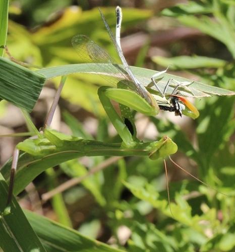 Réf. 112 894 : Mantis religiosa