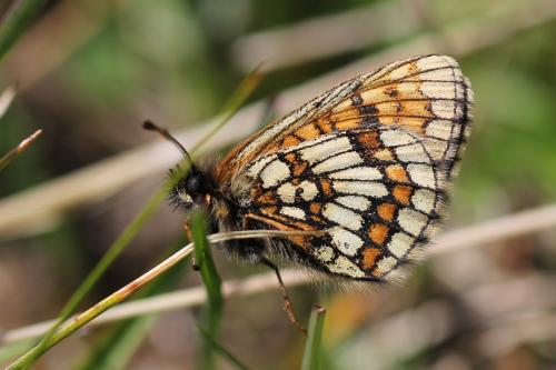 Melitaea asteria