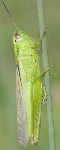 Réf. 112 586 : Mecostethus parapleurus parapleurus