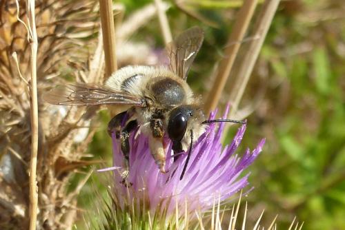 Megachile lagopoda