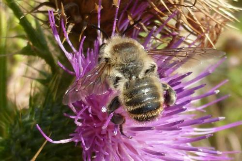 Megachile lagopoda