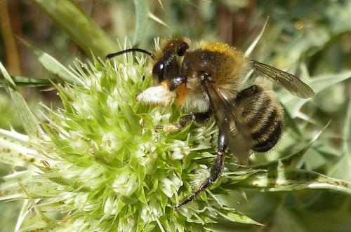 Réf. 112 393 : Megachile sp.