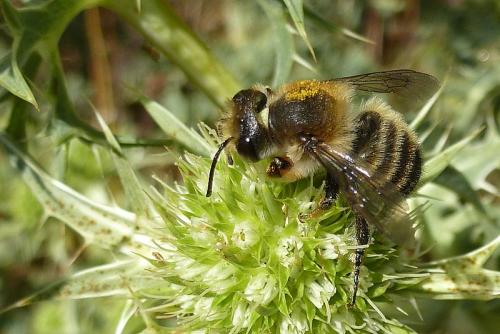 Megachile sp.