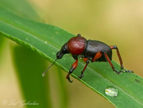 Metapocyrtus sp.