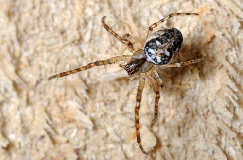 Metellina sp.
