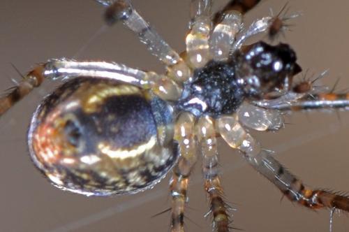 Metellina sp.