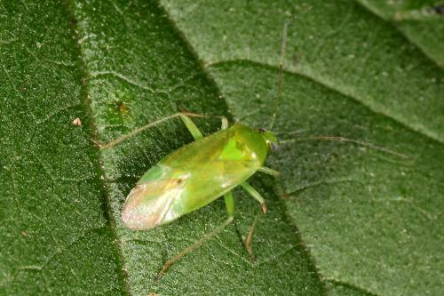 Réf. 112 113 : Lygocoris pabulinus