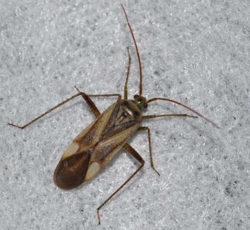 Réf. 112 039 : Adelphocoris sp.