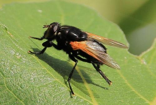 Réf. 112 211 : Mesembrina meridiana
