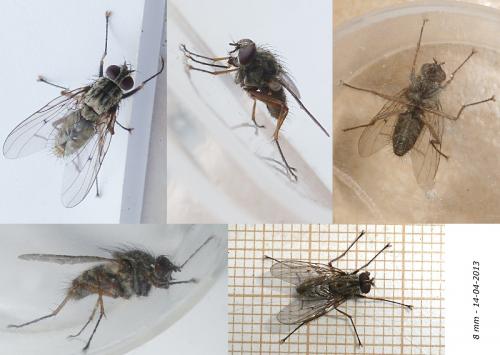 Réf. 112 557 : Phaonia fuscata