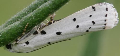Myelois circumvoluta
