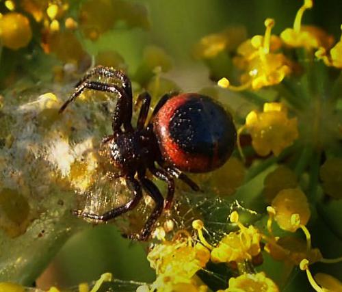 Synema globosum