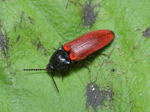Réf. 112 517 : Ampedus sp.