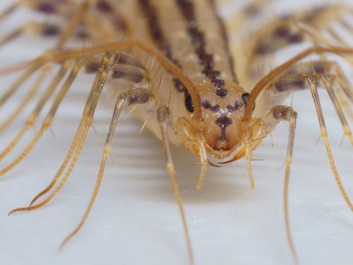 Réf. 112 527 : Scutigera coleoptrata