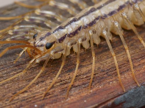 Réf. 112 526 : Scutigera coleoptrata