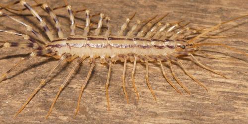 Réf. 112 525 : Scutigera coleoptrata