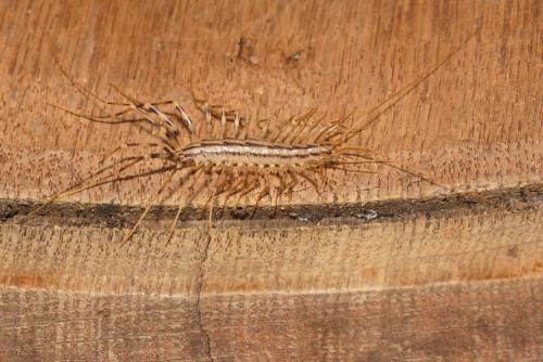 Scutigera coleoptrata
