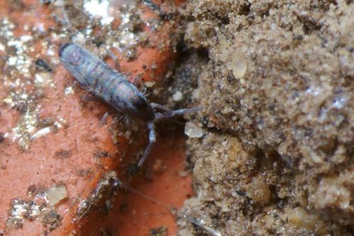 Réf. 112 521 : Lepidocyrtus paradoxus