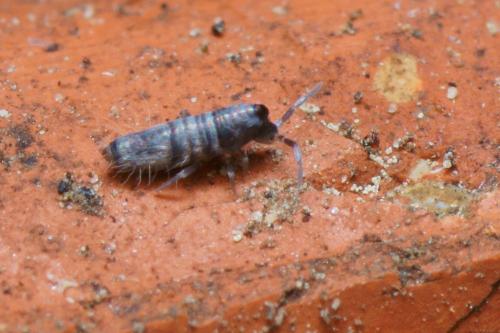 Réf. 112 520 : Lepidocyrtus paradoxus