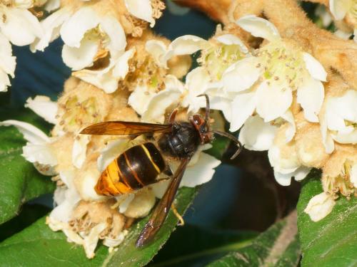 Vespa velutina