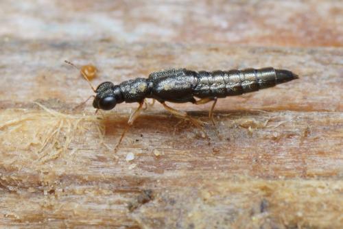 Stenus sp.