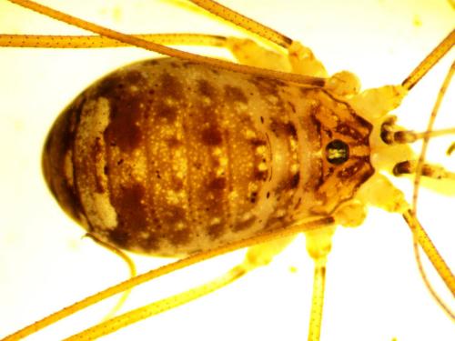 Nelima doriae