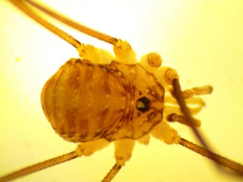 Nelima doriae