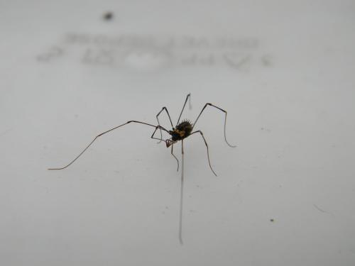 Nemastomella bacillifera