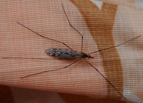 Tipula sp.