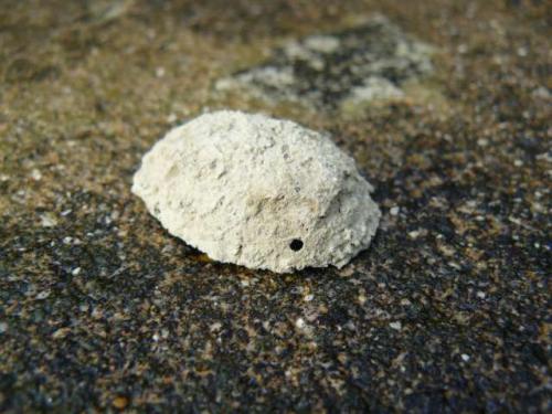 Delta unguiculatum