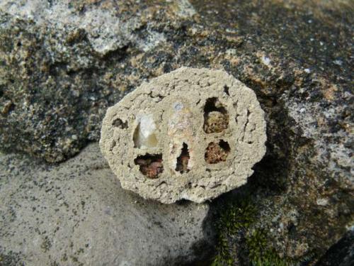 Delta unguiculatum