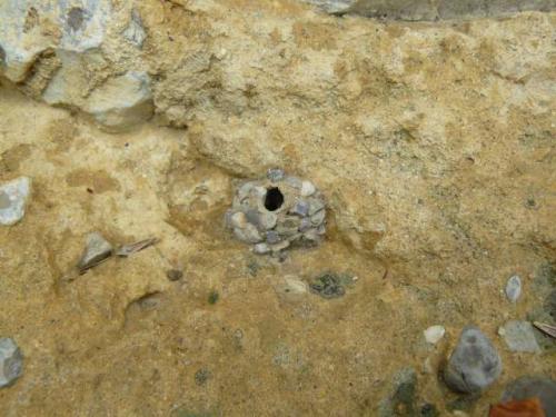 Katamenes arbustorum