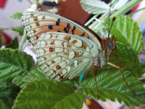 Réf. 112 319 : Argynnis niobe