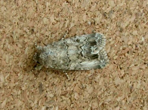 Réf. 112 230 : Spodoptera cilium