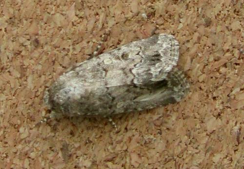 Réf. 112 246 : Spodoptera cilium