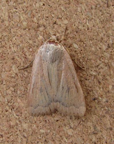 Réf. 112 871 : Noctua interjecta