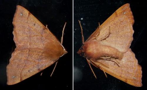 Colotois pennaria