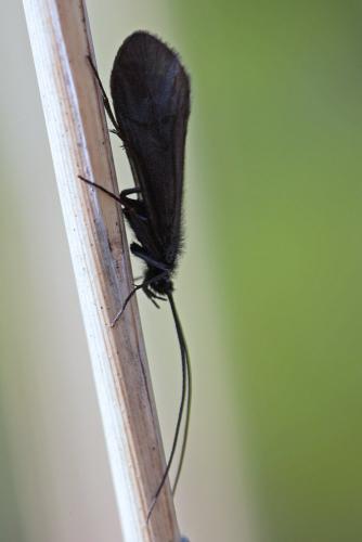 Notidobia ciliaris