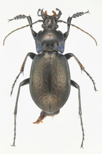 Réf. 112 549 : Carabus pseudomonticola
