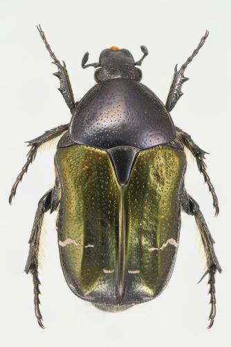 Cetonia aurata aurata